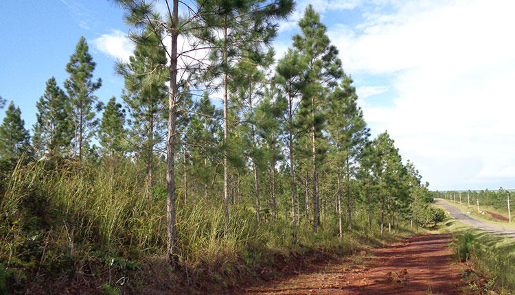 Bosque de la empresa Forsimac en Pinar del Río