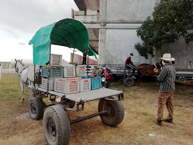 Responden productores en Pinar del Río para mitigar crisis económica Aportes de campesinos pinareños