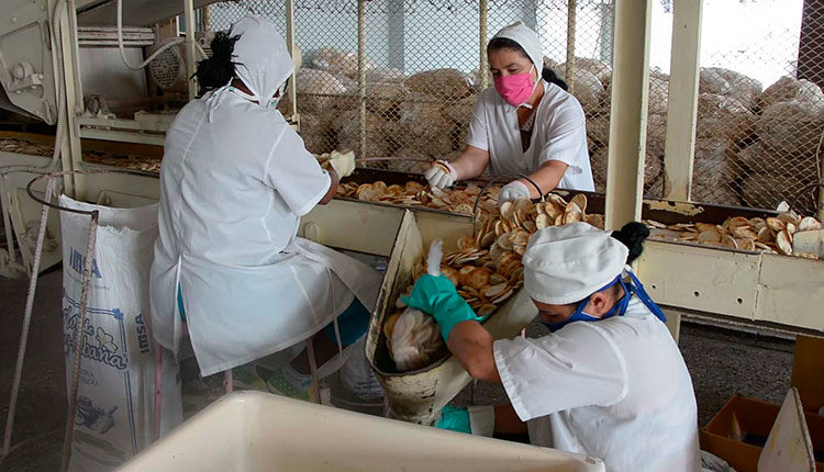Las galletas de sal tienen gran demanda en la red comercial, pero los volúmenes que se elaboran no responden a la misma. / Foto: Pedro Paredes Hernández