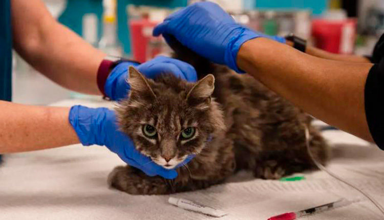 Personal veterinario examina a un gato que dejó de comer y tomar líquidos, en una clínica en San Diego, California, el 21 de abril de 2020 AFP