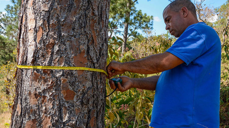 Empresa Agroforestal La Palma por la sostenibilidad del bosque Hombre con experiencia en empresa agroforestal la palma