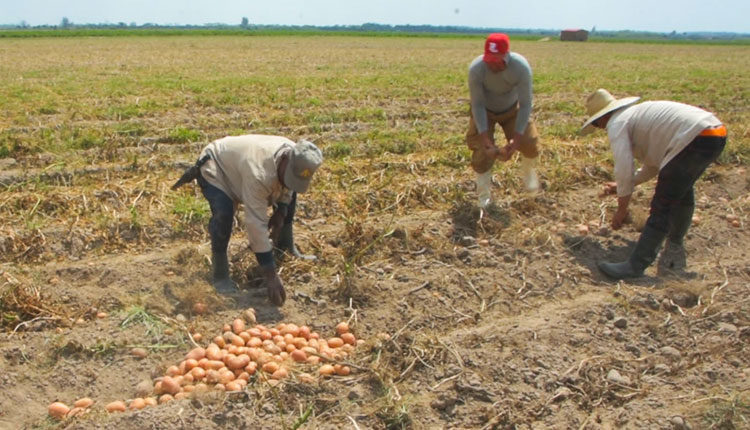 La calidad se percibe en las papas cosechadas en la UEB Hermanos Barcón / Foto: Pedro Paredes Hernández