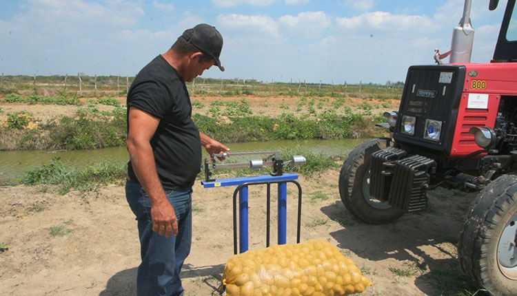Sin pausa producción de alimentos en Pinar del Río El control de los volúmenes extraídos del campo es esencial, pues los rendimientos que arrojen al final, serán decisivos para seguir plantando el tubérculo en la provincia Pinar del Río, ya que el paquete tecnológico es importado y resulta indispensable producir con eficiencia. / Foto: Pedro Paredes Hernández