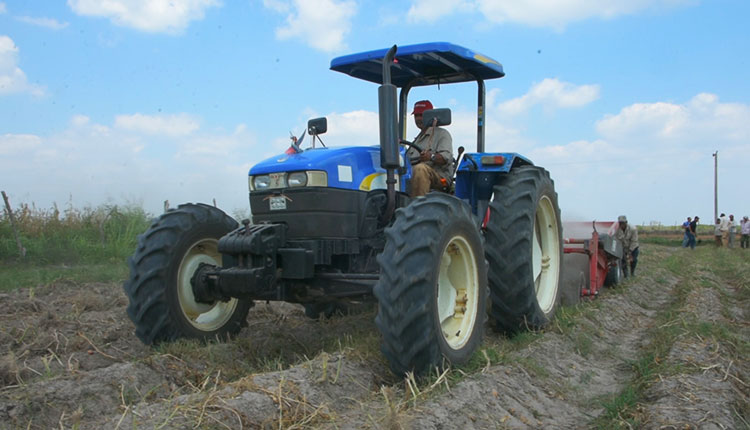 Sin pausa producción de alimentos en Pinar del Río El empleo de la maquinaria humaniza el trabajo, aun así, se requiere de numerosa fuerza de trabajo para garantizar el ensaque y traslado. / Foto: Yolanda Molina Pérez