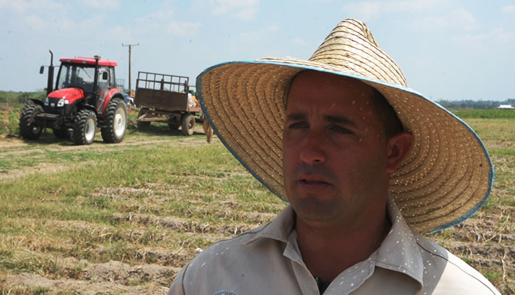 Sin pausa producción de alimentos en Pinar del Río Eduardo Diego Cruz, fue el productor que asumió el reto de plantar las 27 ha en la UEB Hermanos Barcón, insiste en que el cultivo requiere mucha disciplina. / Foto: Yolanda Molina Pérez