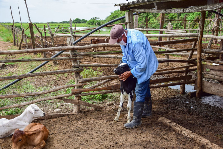 Manos que cosechan voluntades y abrazan compromisos finca de Narciso Alonso Cardentey 6