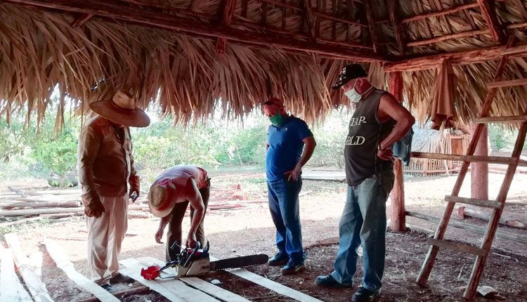 La rotura de una motosierra puede poner en pausa una jornada, pero no el propósito de que para julio esté listo el módulo pecuario en la finca agroforestal.