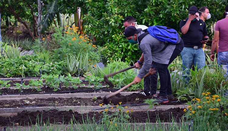 “Jóvenes por la vida” con las manos en la tierra El trabajo productivo estuvo dedicado al natalicio de Maceo y Che