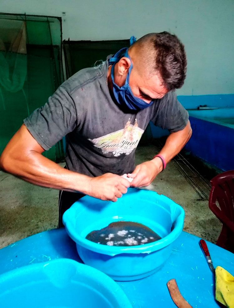 Los frutos del agua La fertilización artificial de los huevos de la claria garantiza la sobrevivencia de las larvas en los estanques
