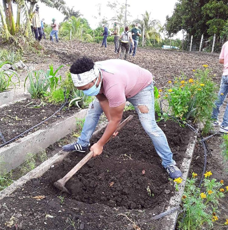 Brigada José Martí apoya producción de alimentos Brigada José Martí apoya producción de alimentos