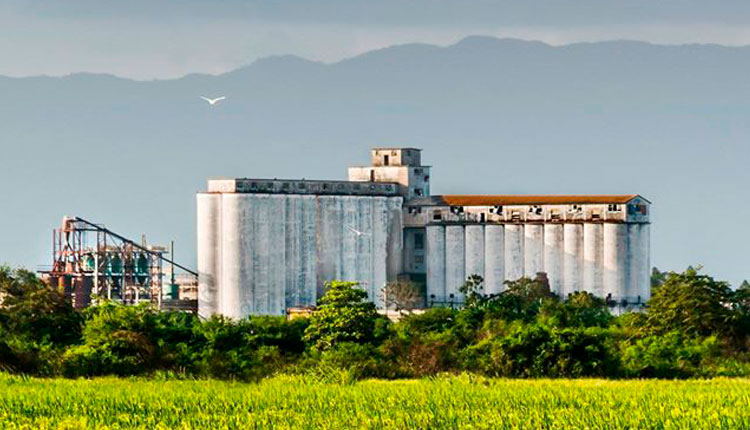 El arroz que necesitamos, las dificultades que sorteamos Empresa Agroindustrial de Granos Los Palacios