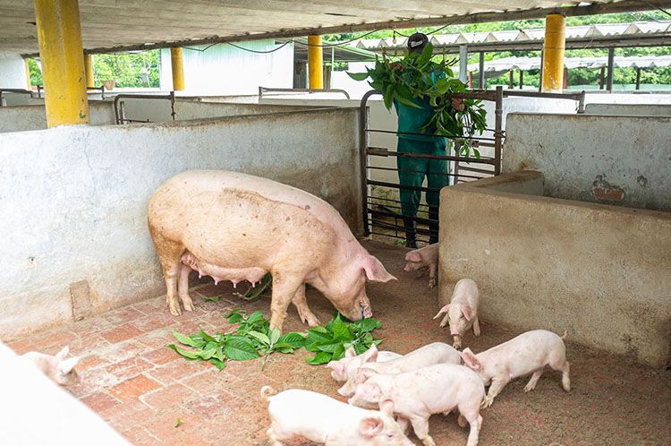 Garantías para el desarrollo en Pinar del Río alimentacion de cerdos