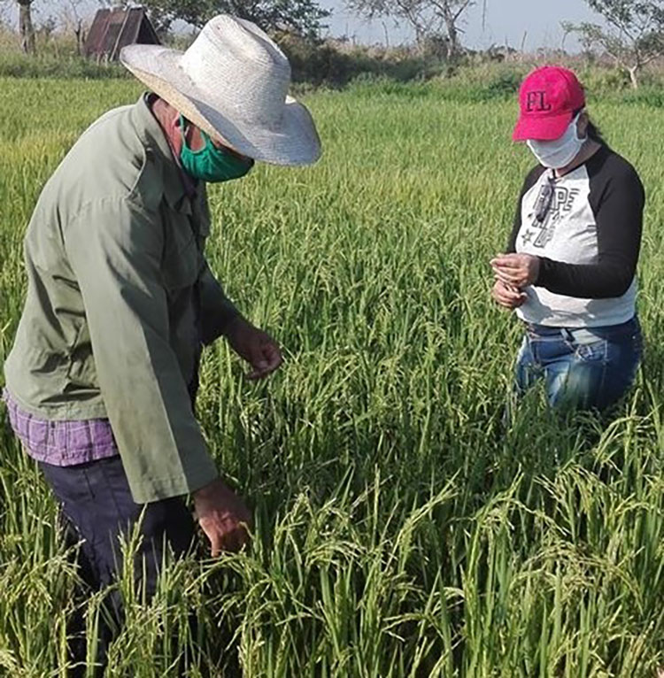 Aumentar rendimientos de producción arrocera es prioridad en unidad científico tecnológica en Pinar del Río arroz pinar del rio2