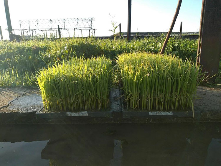 Aumentar rendimientos de producción arrocera es prioridad en unidad científico tecnológica en Pinar del Río arroz pinar del rio3