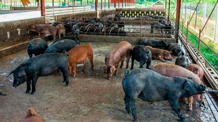Centro Porcino El Rosario en Pinar del Río potencia la cría de cerdos de capa oscura Centro Porcino El Rosario en Pinar del Río potencia la cría de cerdos de capa oscura