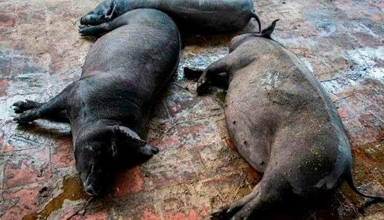 Centro Porcino El Rosario en Pinar del Río potencia la cría de cerdos de capa oscura Centro Porcino El Rosario en Pinar del Río potencia la cría de cerdos de capa oscura