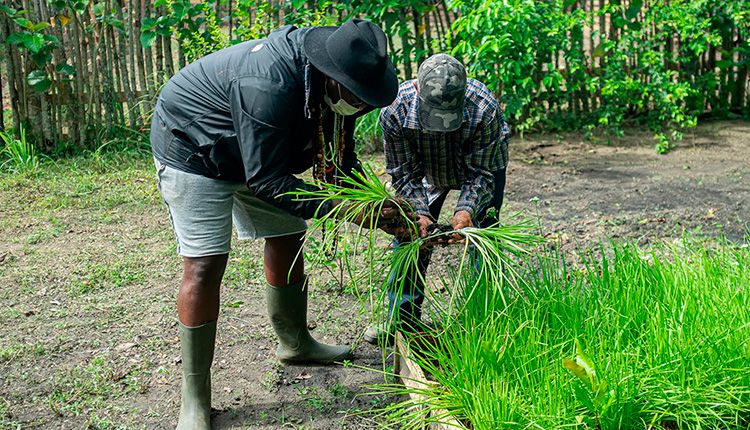 Chichimbel, un proyecto agroecológico sostenible en Pinar del Río Chichimbel, un proyecto agroecológico sostenible en Pinar del Río
