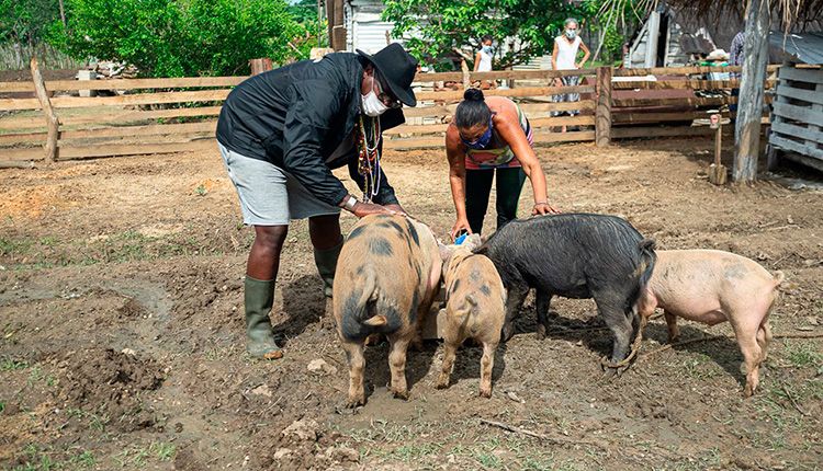 Chichimbel, un proyecto agroecológico sostenible en Pinar del Río Chichimbel, un proyecto agroecológico sostenible en Pinar del Río