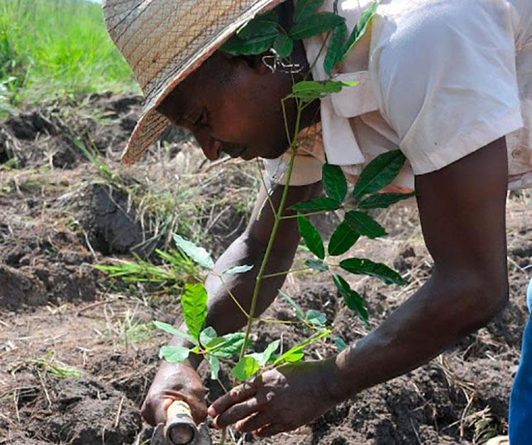 Tarea Vida casi al cierre de su primera etapa en Pinar del Río siembra de plantas