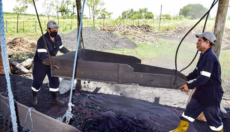 Apuestas por un desarrollo local en Pinar del Río La empresa pecuaria genética Camilo Cienfuegos incrementa sus utilidades con la exportación de carbón de marabú.