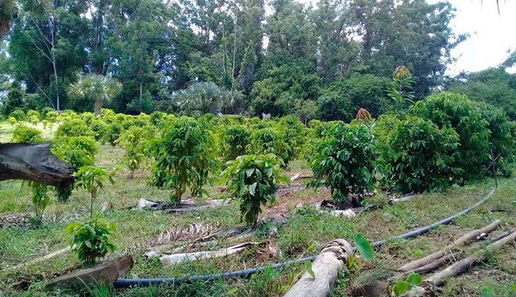 Mantuanos quieren… “que llueva café” Ya tienen los cafetos, en breve comenzarán a trasplantar las matas de plátano para sombra. / Foto: Jaliosky Ajete Rabeiro