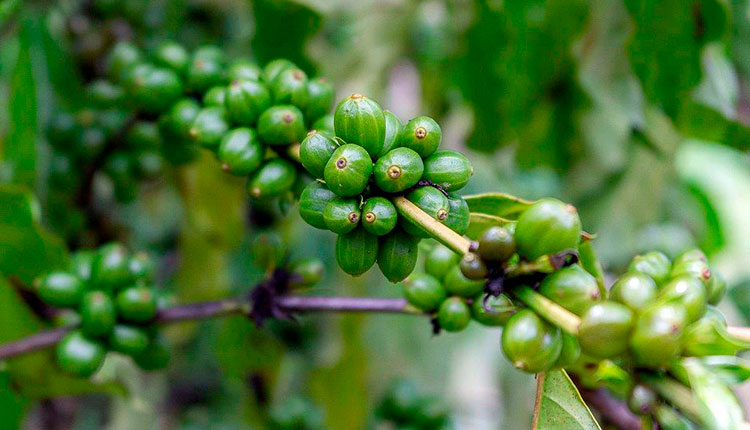 Mantuanos quieren… “que llueva café” Granos mantuanos de la aromática infusión. / Foto: Jaliosky Ajete Rabeiro
