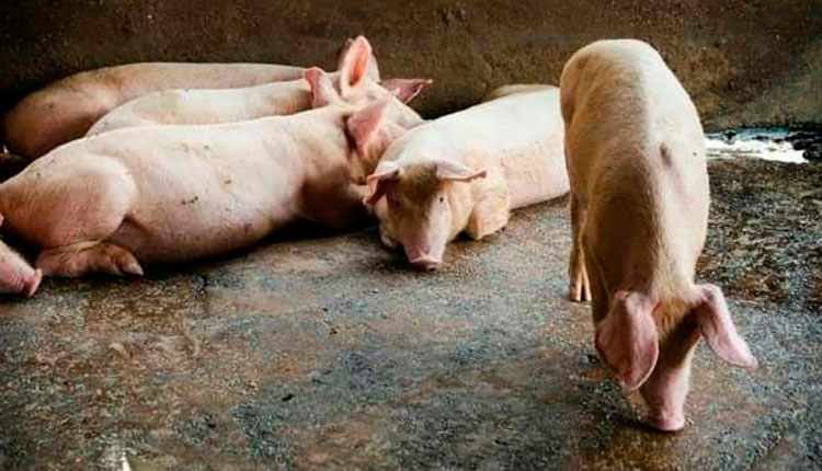 Sacan provecho a la tierra en Pinar del Río Sacan provecho a la tierra en Pinar del Río