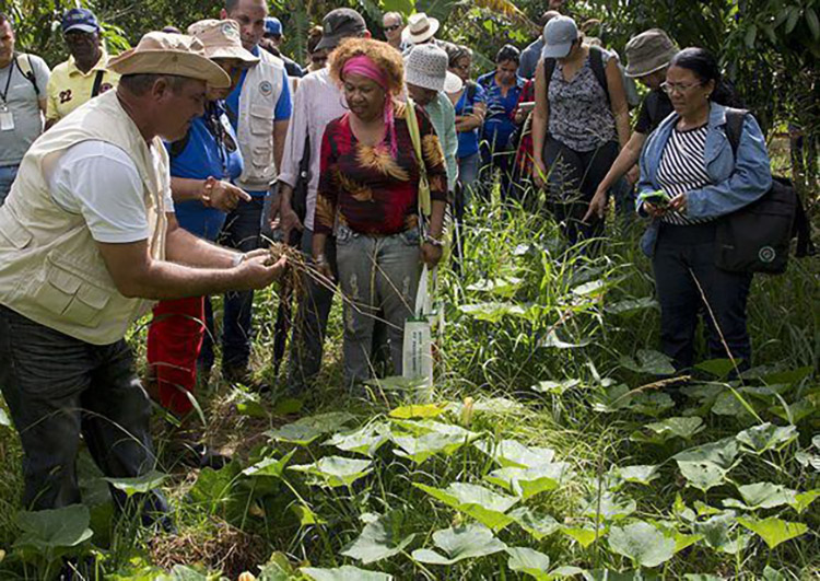 En Pinar del Río listo campesino para la exportación La finca Tierra Brava implementa hace tres años técnicas agroecológicas de agricultura de conservación. / Foto: Ismael Francisco. Cubadebate.