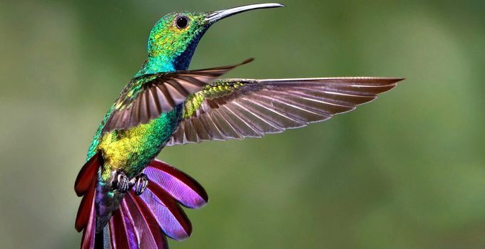 ¿Sabes cuál es el ave encargada de llevar los deseos de los hombres de un lado a otro? colibri