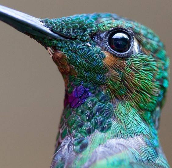 ¿Sabes cuál es el ave encargada de llevar los deseos de los hombres de un lado a otro? colibri2