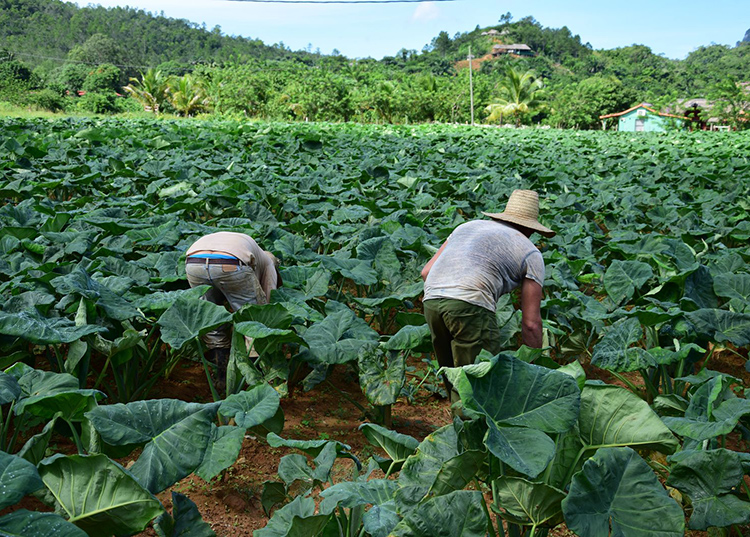 “El sudor del hombre hay que pasarlo por arriba de la planta” Según su experiencia, Yovany asegura que el clima ha cambiado tanto que puedes sembrar un poco más adelante o atrás: “Si la malanga viene buena se empareja toda en el campo”