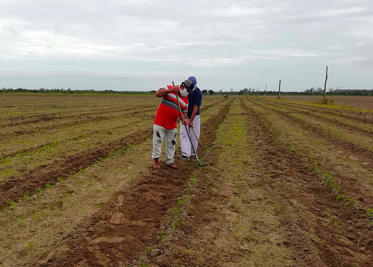 Bien por la recuperación en Pinar del Río En los campos de Pinar del Río se batalla por la sobrevivencia de cada plantación