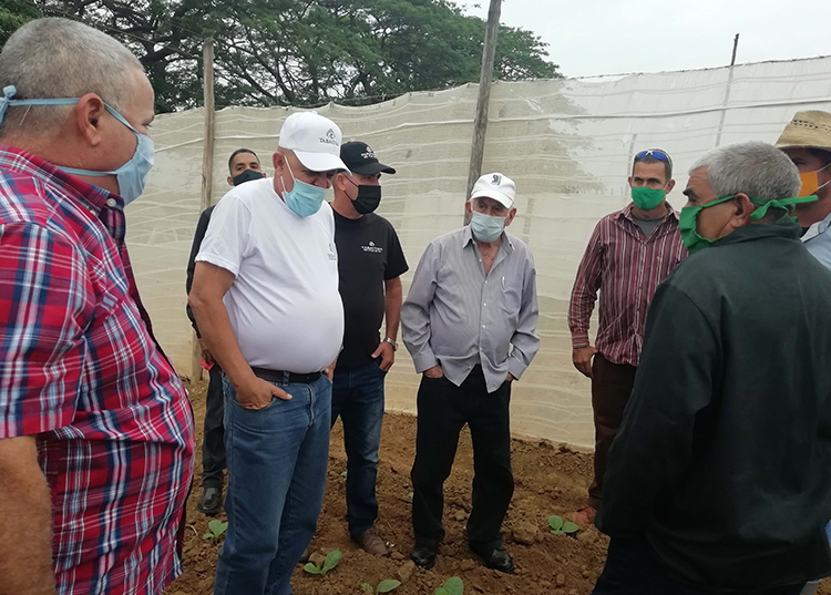 Bien por la recuperación en Pinar del Río La disminución del plan de siembra de tabaco para la provincia ha de ser un acicate para obtener mejores rendimientos y mayor calidad.
