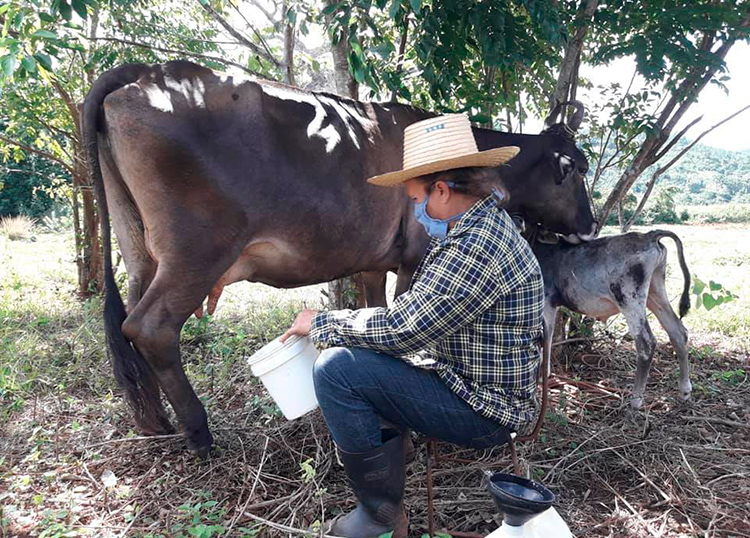 Sandra, pasiones compartidas en Pinar del Río entre la abogacía y la tierra Sandra, pasiones compartidas en Pinar del Río entre la abogacía y la tierra