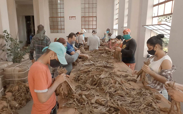 La CTC en Pinar del Río, guardiana de los derechos laborales La masividad y respuesta desde los sindicatos a los trabajos voluntarios, es una expresión del poder de convocatoria de la CTC en Pinar del Río.