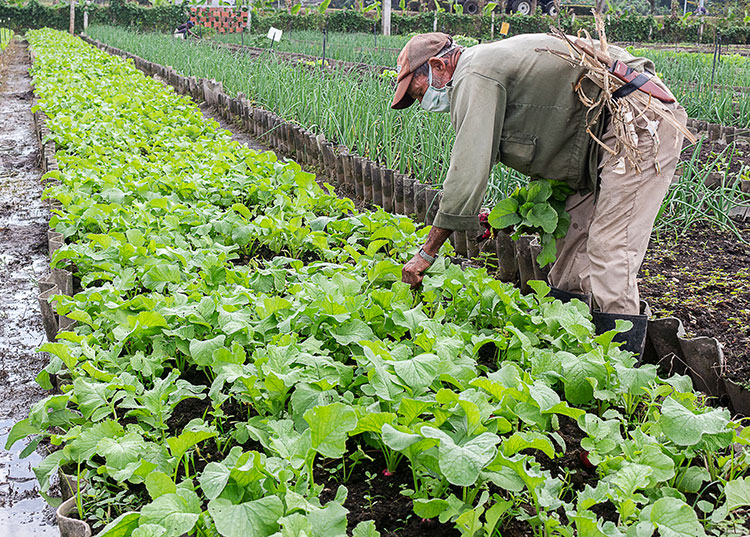 En “El Vial” de Pinar del Río van por más El organopónico El Vial se caracteriza por sus bellas plantaciones. / Foto: Jaliosky Ajete Rabeiro