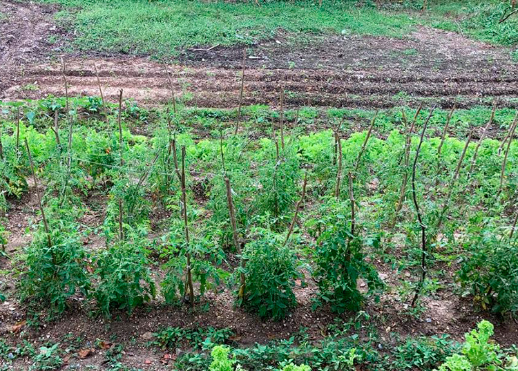 Cuando el amor por la vida se multiplica en el amor por la tierra De los sembrados de tomate y col, con los que inició esta iniciativa, pudo autoabastecerse y compartir los productos con amigos y vecinos.