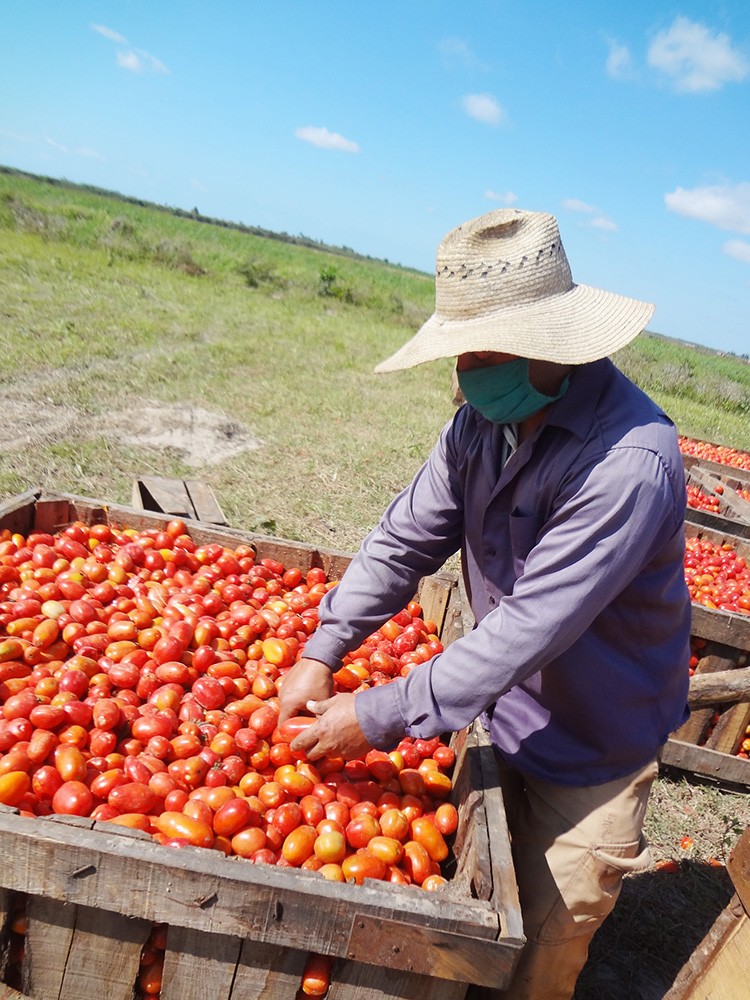 En Pinar del Río hay sangre joven que apuesta por la tierra De la propia cosecha de tomate sacan la semilla para próximas zafras, y los rendimientos hablan por sí solos.