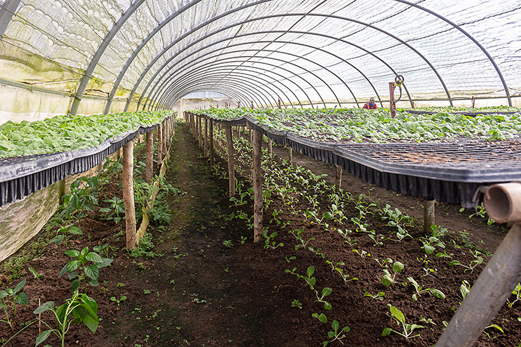 Sin miedo al trabajo en Pinar del Río Cuando termina el periodo de siembra destina las casas de cultivo para la producción de alimentos.