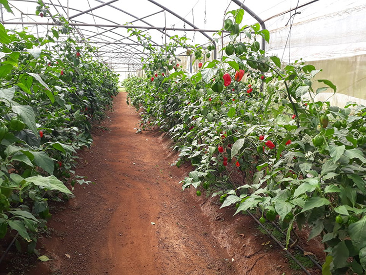Impulsa Cubaquivir en Pinar del Río exportaciones de ají picante Casa de cultivo.
