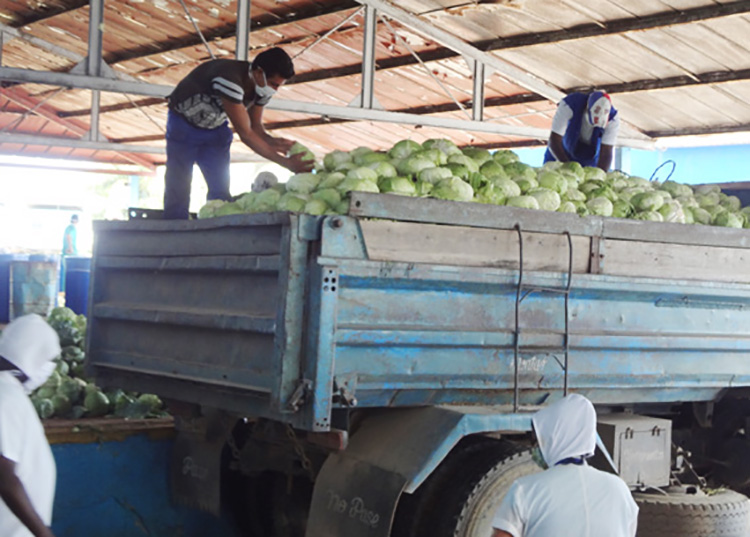 Fábrica La Conchita con variadas producciones en Pinar del Río Fábrica La Conchita con variadas producciones en Pinar del Río