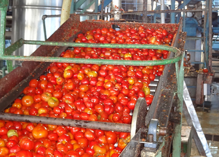 Fábrica La Conchita con variadas producciones en Pinar del Río Fábrica La Conchita con variadas producciones en Pinar del Río