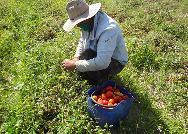 Polo productivo Hermanos Barcón en Pinar del Río avanza en la cosecha de cultivos varios Polo productivo Hermanos Barcón en Pinar del Río avanza en la cosecha de cultivos varios