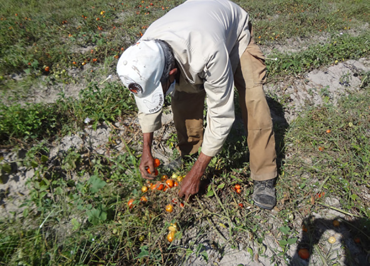 Polo productivo Hermanos Barcón en Pinar del Río avanza en la cosecha de cultivos varios Polo productivo Hermanos Barcón en Pinar del Río avanza en la cosecha de cultivos varios