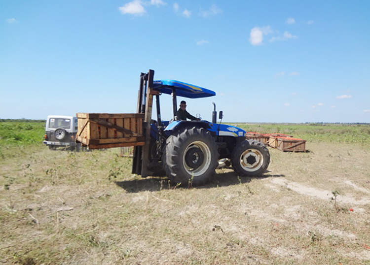 Polo productivo Hermanos Barcón en Pinar del Río avanza en la cosecha de cultivos varios Polo productivo Hermanos Barcón en Pinar del Río avanza en la cosecha de cultivos varios