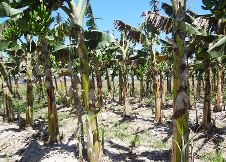Polo productivo Hermanos Barcón en Pinar del Río avanza en la cosecha de cultivos varios Polo productivo Hermanos Barcón en Pinar del Río avanza en la cosecha de cultivos varios
