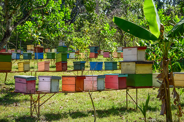 De cerca con las abejas En Pinar del Río existen 365 apiarios de producción ubicados cada tres kilómetros.