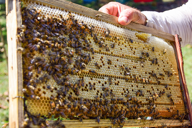 De cerca con las abejas Las trashumancias y el cambio oportuno de la abeja reina son fundamentales para lograr una buena cosecha.