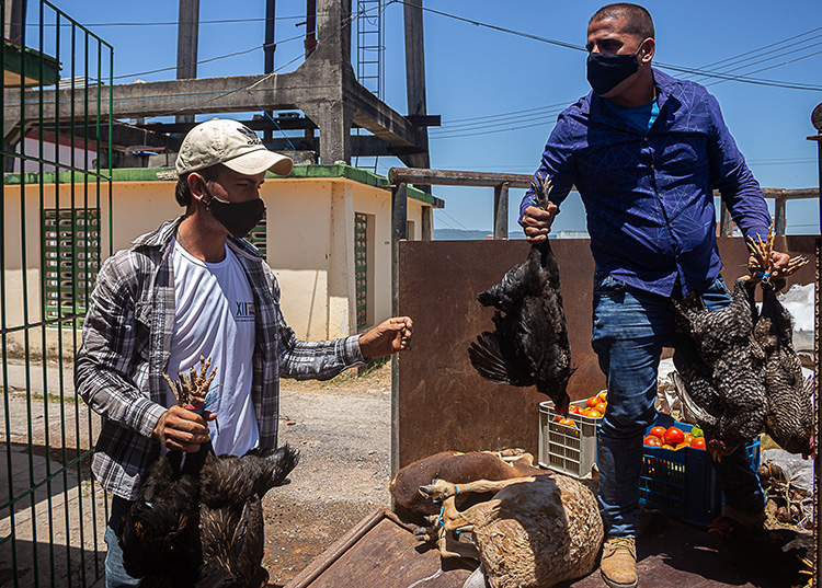 Arroz, frijoles, malanga, plátano, yuca, entre otros cultivos, además de carneros y pollos, fueron parte del donativo al Pediátrico 
