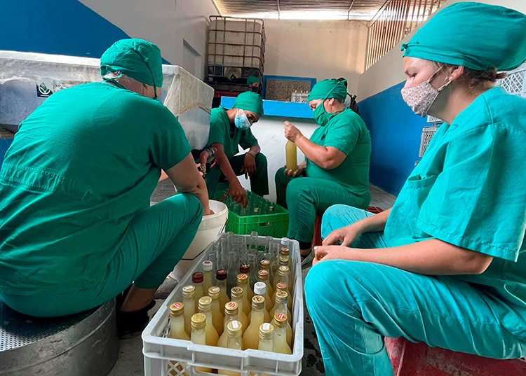 Una apuesta por “La esperanza pinareña” Cada una de las etapas en el proceso productivo se hace con la calidad requerida